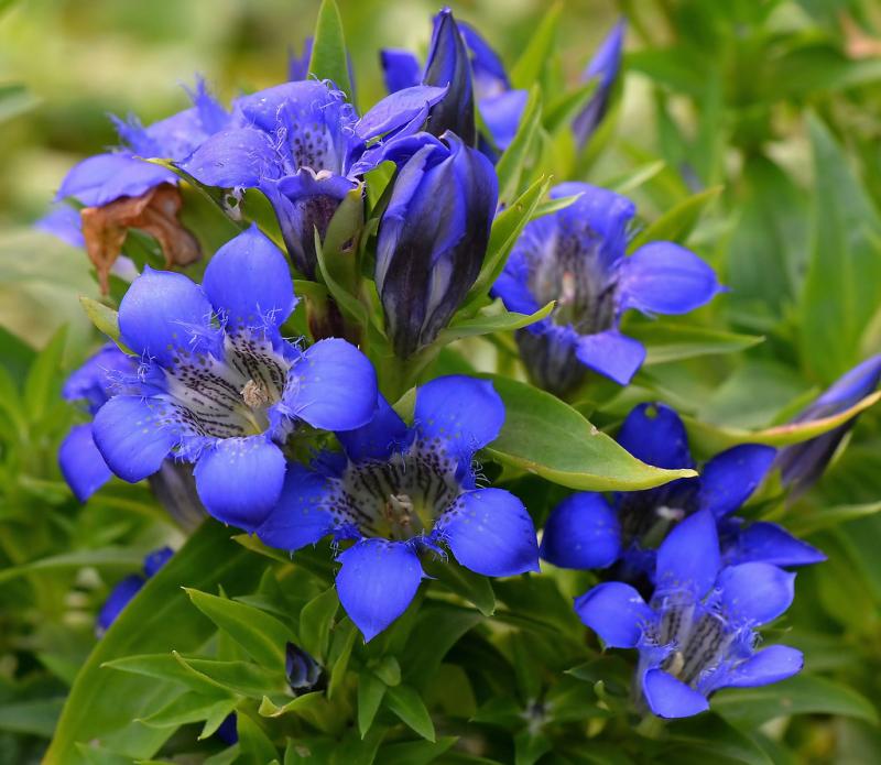 Gentiana Septemfida var. Lagodechiana (1507)